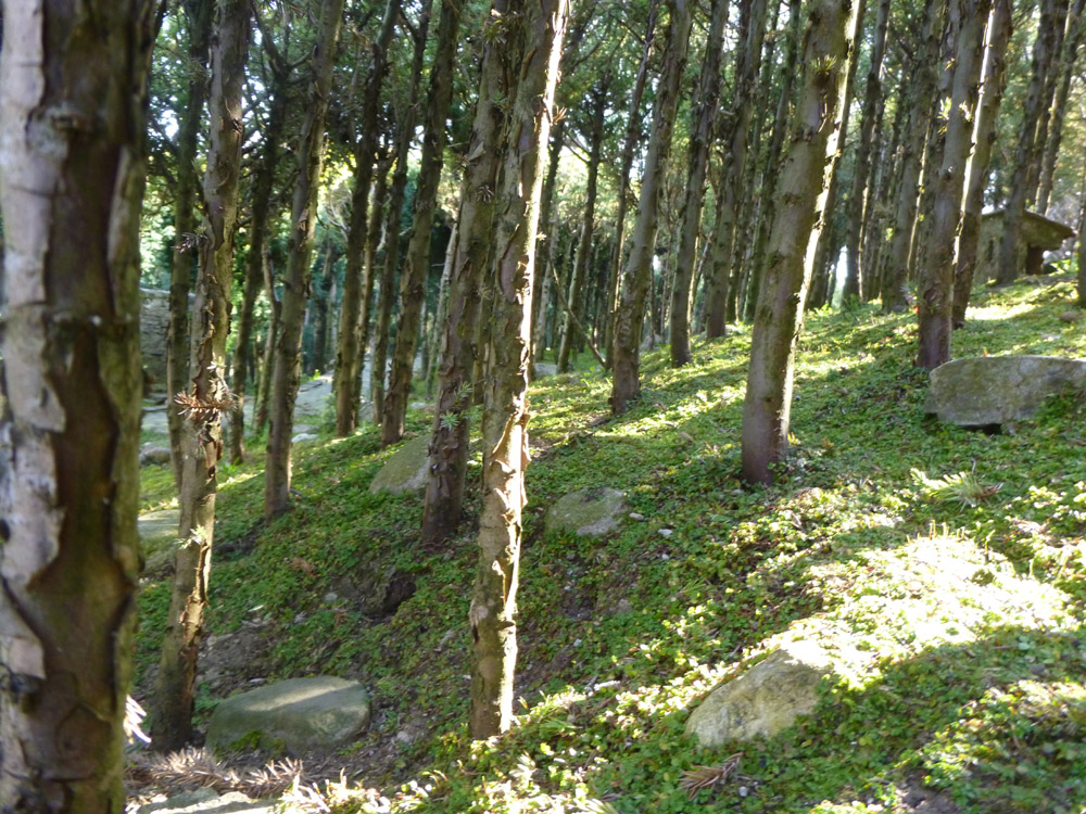 Figure 1. The upper land wood, composed by juniper plants